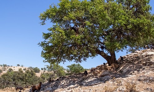 Facts About Argan Oil and How to Tell Pure Argan Oil